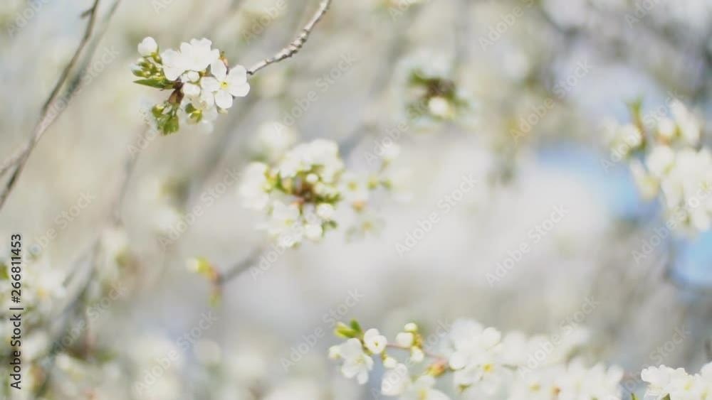 flowering cherry trees close up flowering cherry trees close up