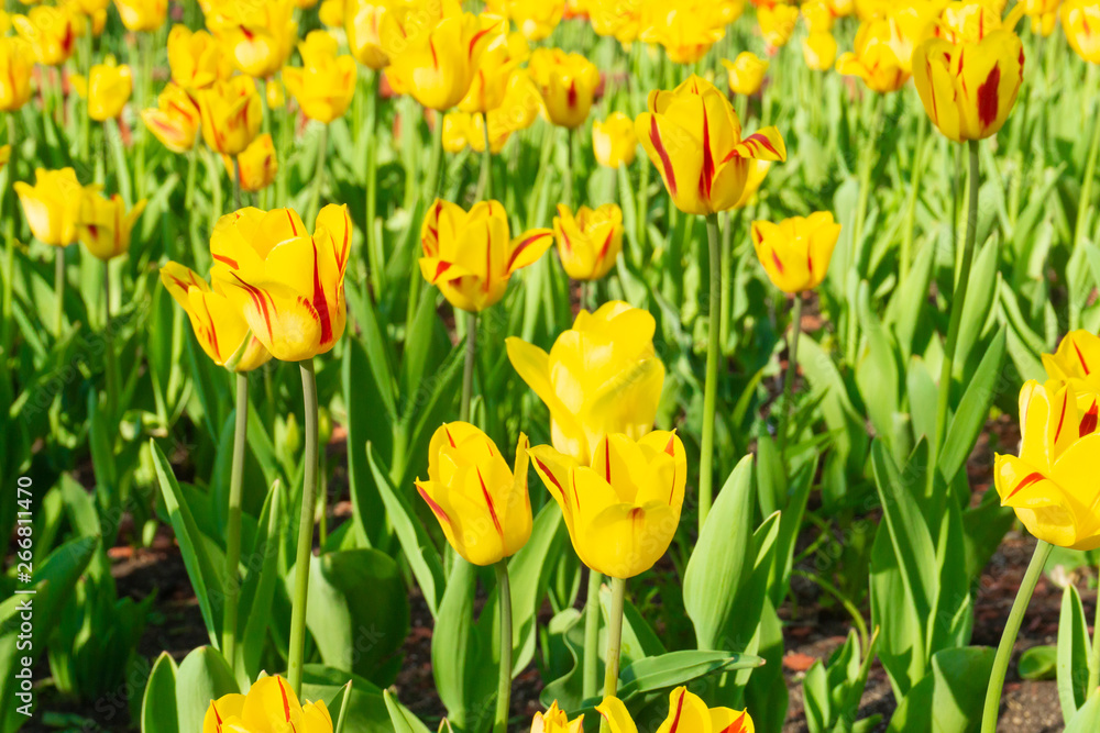 Holland tulips in spring season. Field with tulips in the Netherlands. Holland tulips in spring season. Field with tulips in the Netherlands.