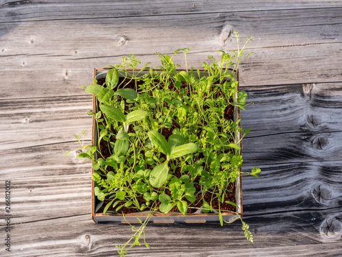 Image of square box with green gras on a wooden table, urban gardening