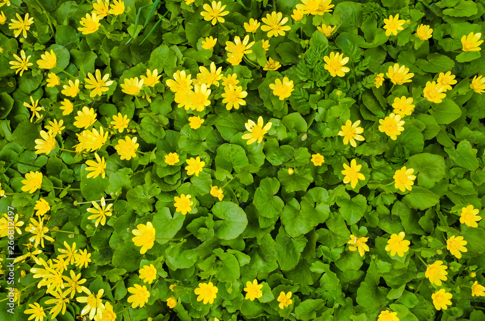 Glade of yellow flowers in nature. Ranunculus ficaria. Ficaria grandiflora Glade of yellow flowers in nature. Ranunculus ficaria. Ficaria grandiflora