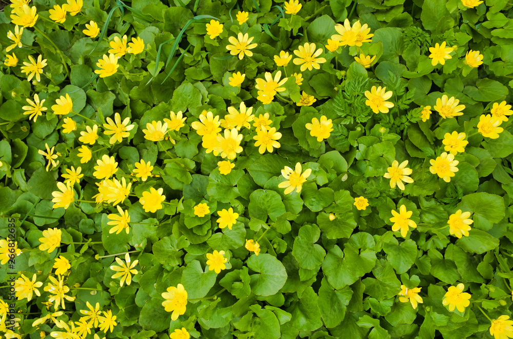 Glade of yellow flowers in nature. Ranunculus ficaria. Ficaria grandiflora