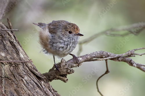 Brown Thornbill - Acanthiza pusilla passerine bird found in eastern and south-eastern Australia, including Tasmania, feeds on insects