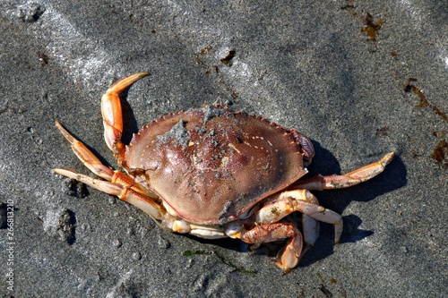 Dungeness crab on wet sandy beach on Vancouver Island