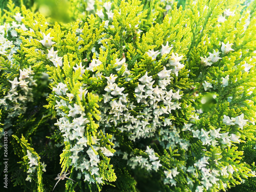 Evergreen decorative fir tree. Blossom Evergreen decorative fir tree. Blossom