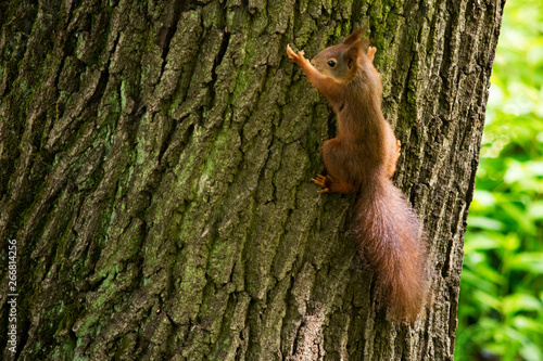 wiewiórka na drzewie © Dariusz Grochal 