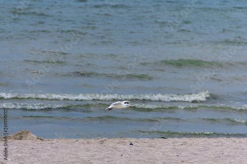 seagull on the seashore in flight