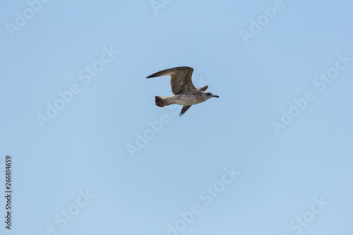 seagull on the seashore in flight