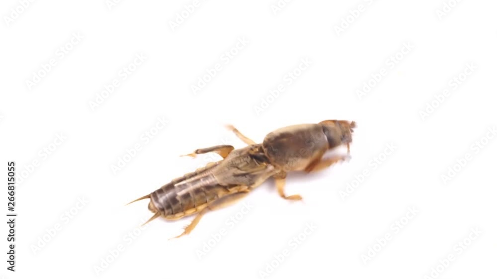 Gryllotalpidae runs on a white background. Gryllotalpidae runs on a white background.