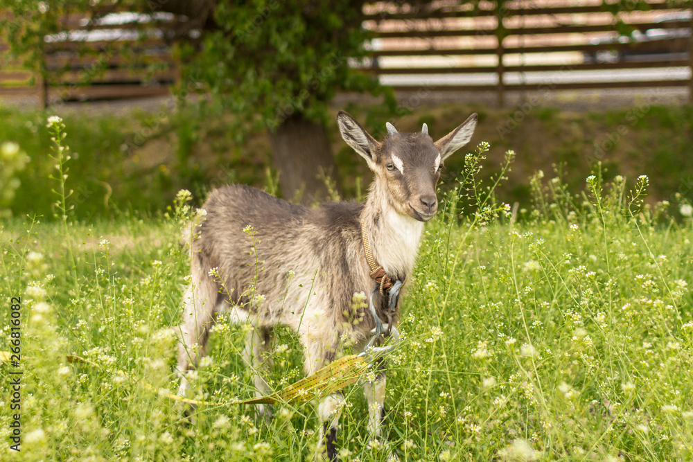 Fototapeta premium Ruminant ruminant. Brown goat with horns. Cattle in the village. Muzzle goat close-up. Pasture in the summer. Field with grass and wildflowers. Rural life. Cloven-hoofed pet.