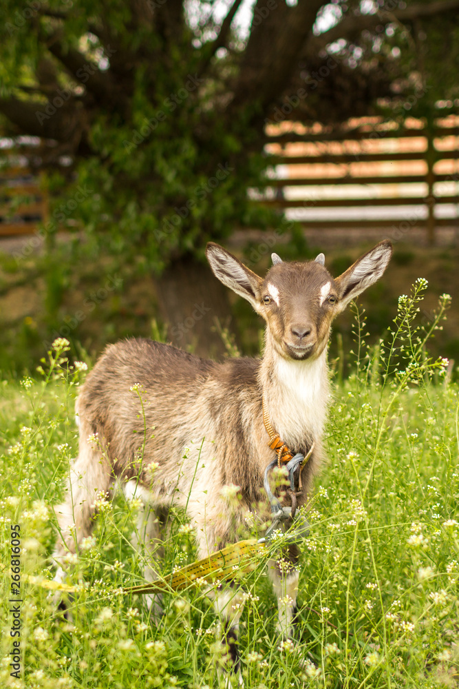 Ruminant ruminant. Brown goat with horns. Cattle in the village. Muzzle goat close-up. Pasture in the summer. Field with grass and wildflowers. Rural life. Cloven-hoofed pet.