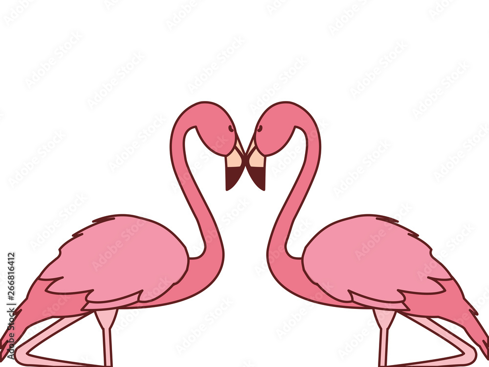 Fototapeta premium exotic pink flemish couple birds with romantic pose