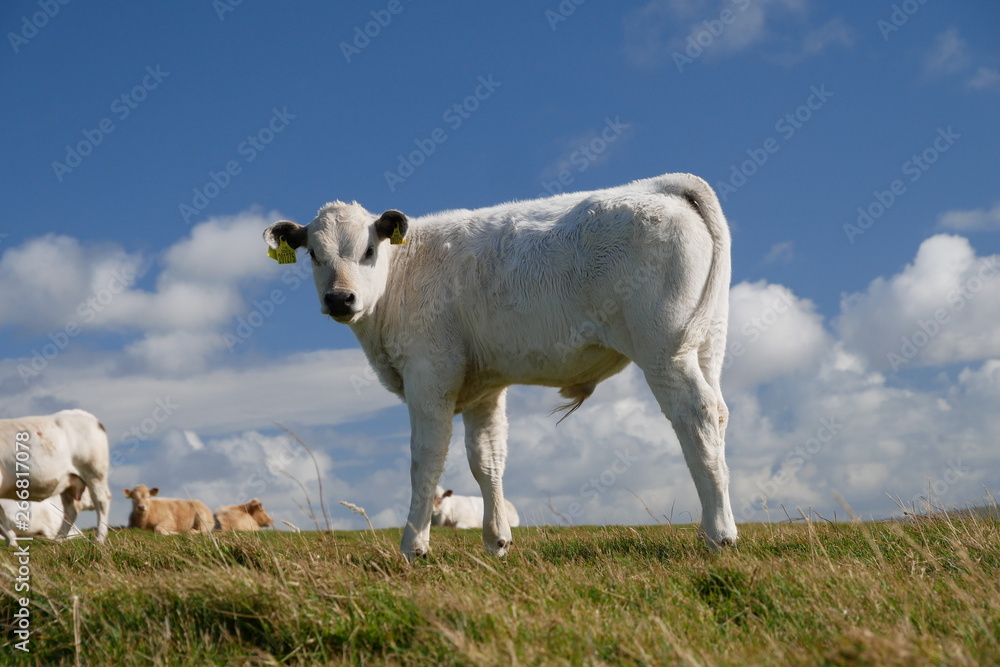 Obraz premium Dairy cows on Mainland Orkney, Scotland, UK, against a blue sky with white clouds