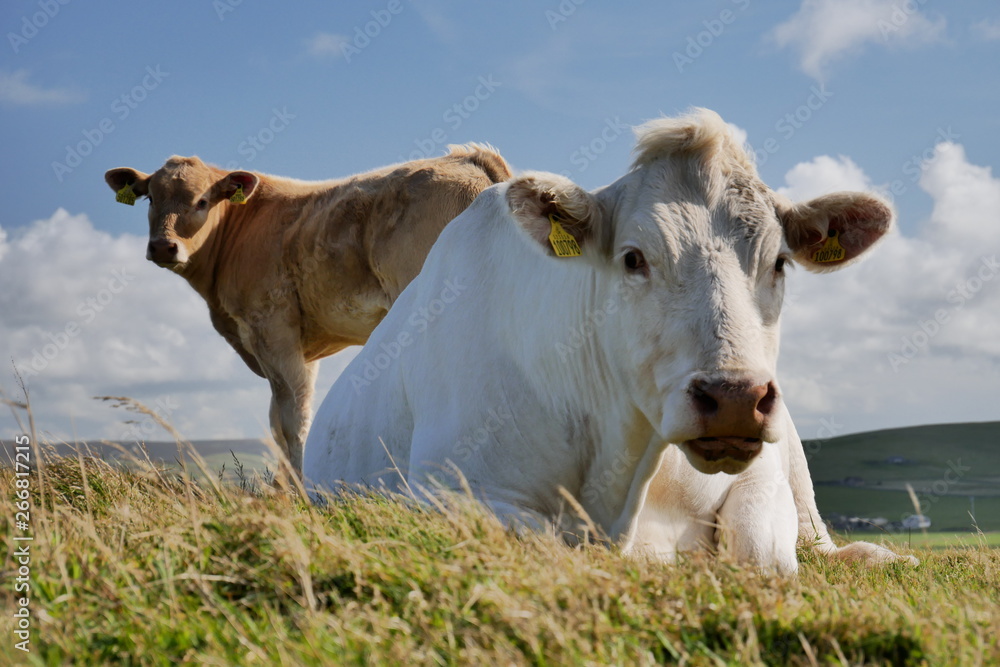 Dairy cows on Mainland Orkney, Scotland, UK, against a blue sky with white clouds Dairy cows on Mainland Orkney, Scotland, UK, against a blue sky with white clouds