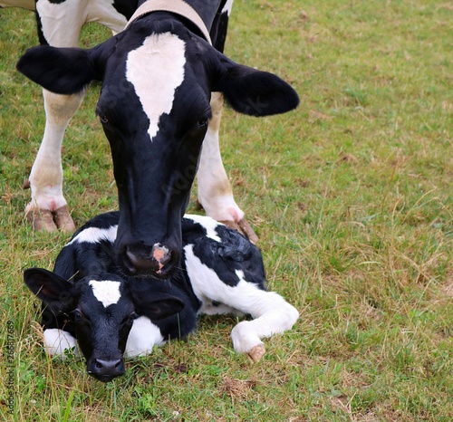 Close up of Holstein Cow's Head as she watches over her new born calf