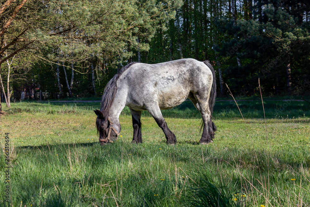 Beautiful pony on the grass field eating the grass, grey horse Beautiful pony on the grass field eating the grass, grey horse