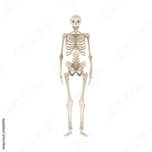 White human skeleton standing up