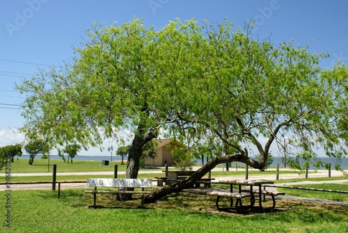 Trees in the Park with Benches