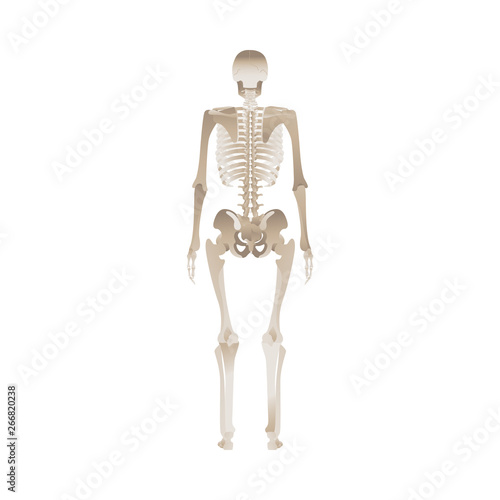 Back of the human skeleton