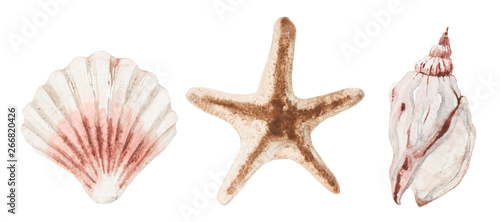 Watercolor set for your design. Seashells and starfish in pastel colors isolated on white background.