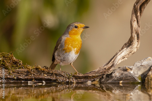 MALE ROBIN BIRD IN ITS ENVIRONMENT © MANUEL