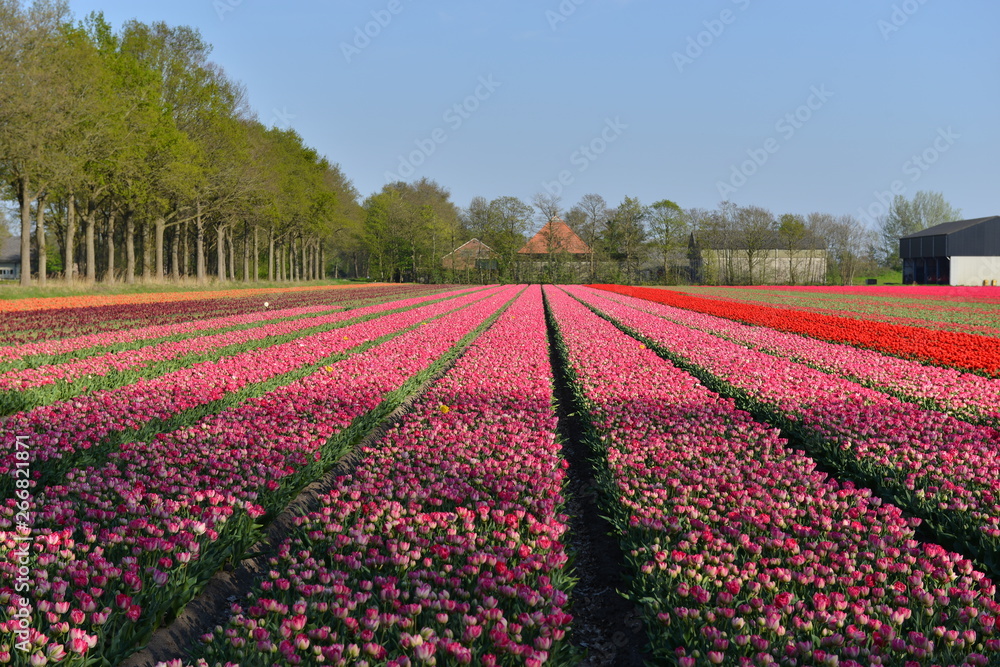 Tulip field in Holland, Tulip field