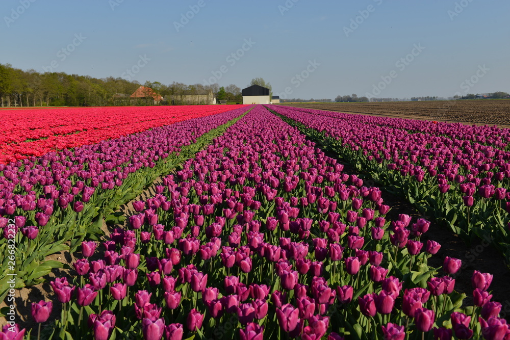 Tulip field in Holland, Tulip field