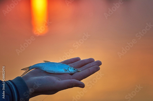 rudd fish (Scardinius erythrophthalmus)  in the hand of angler.  Float fishing early spring. Sunset background lake. photo