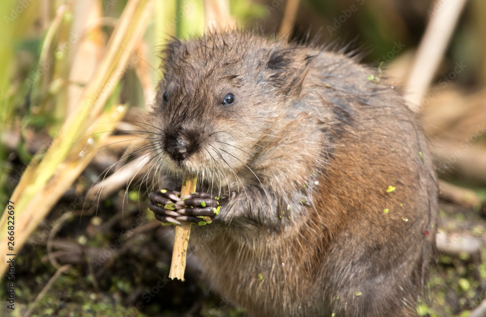 muskrat eating muskrat eating
