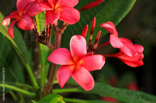 Plumeria flowers blooming in the Galilee region