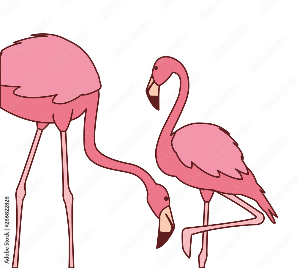 Fototapeta premium exotic pink flemish couple birds with different poses