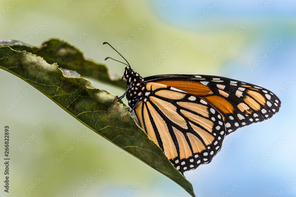 Fototapeta premium Monarch Butterfly on green leave