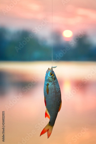 rudd fish (Scardinius erythrophthalmus)  on background lake on sunset. Float fishing early spring.