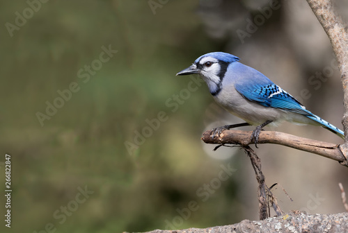 Blue Jay on branch © Danny