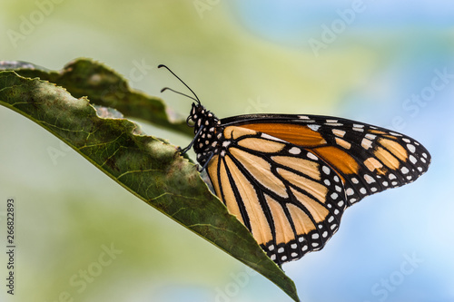 Monarch Butterfly on green leave