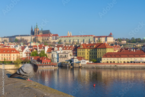 Outdoor sunny view of selected focus at bird stand on the edge of Charles Bridge cross Vltava river and background of riverside, Prague Castle and St. Vitus Cathedral in Prague, Czech Republic.