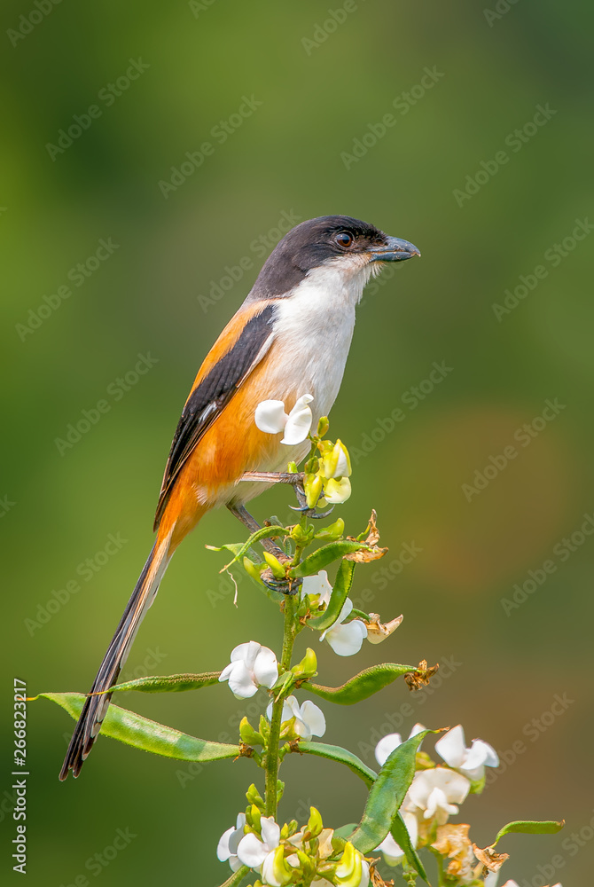 Fototapeta premium bird on a branch