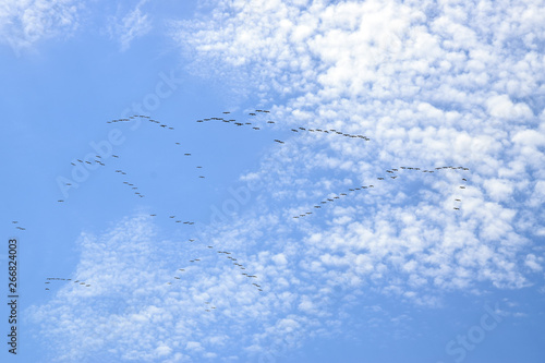 A flock of Great white pelican flying in V-formation against the sky. Danube biosphere reserve - Danube delta, Romania.