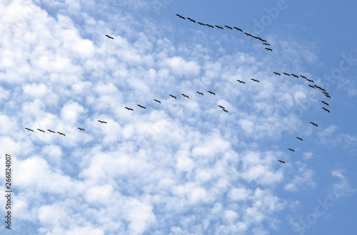 A flock of Great white pelican flying in V-formation against the sky. Danube biosphere reserve - Danube delta, Romania.