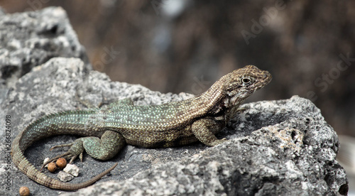 Curly Tail Lizard 