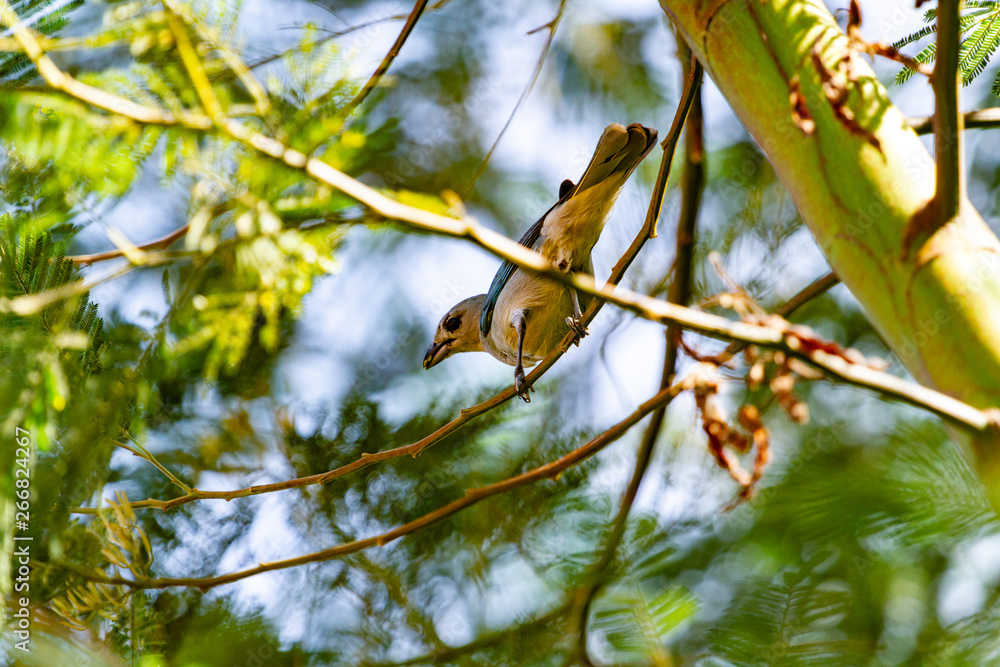 Fototapeta premium bird on branch