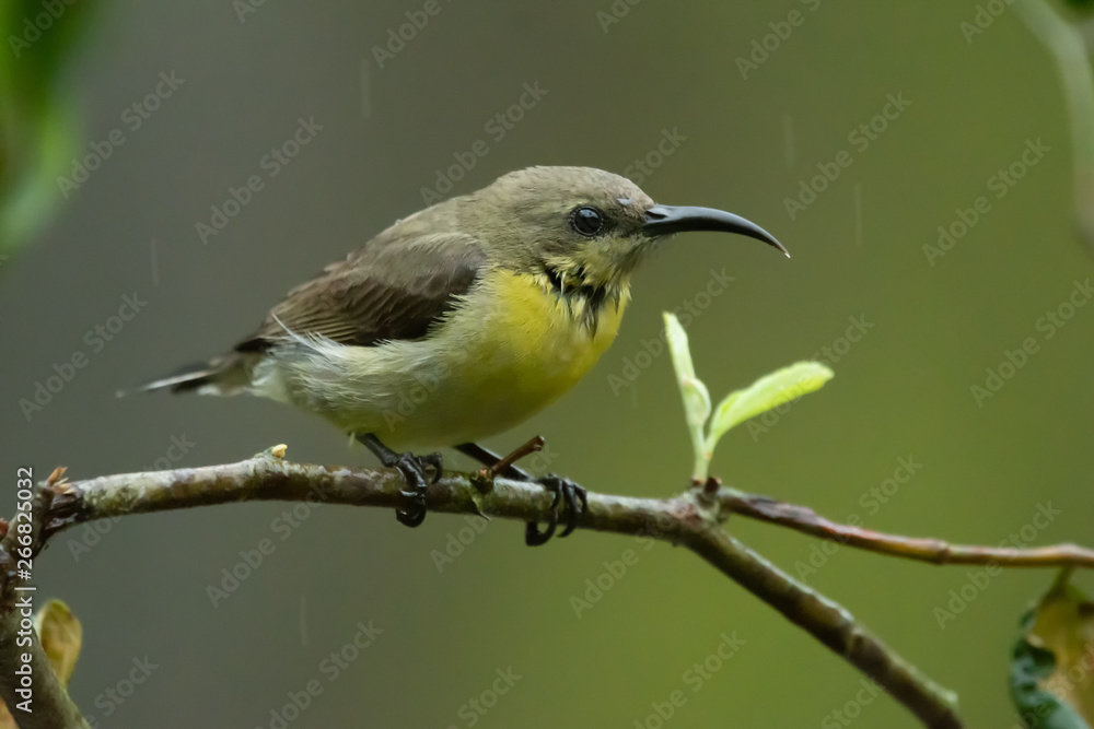 Obraz premium sunbird