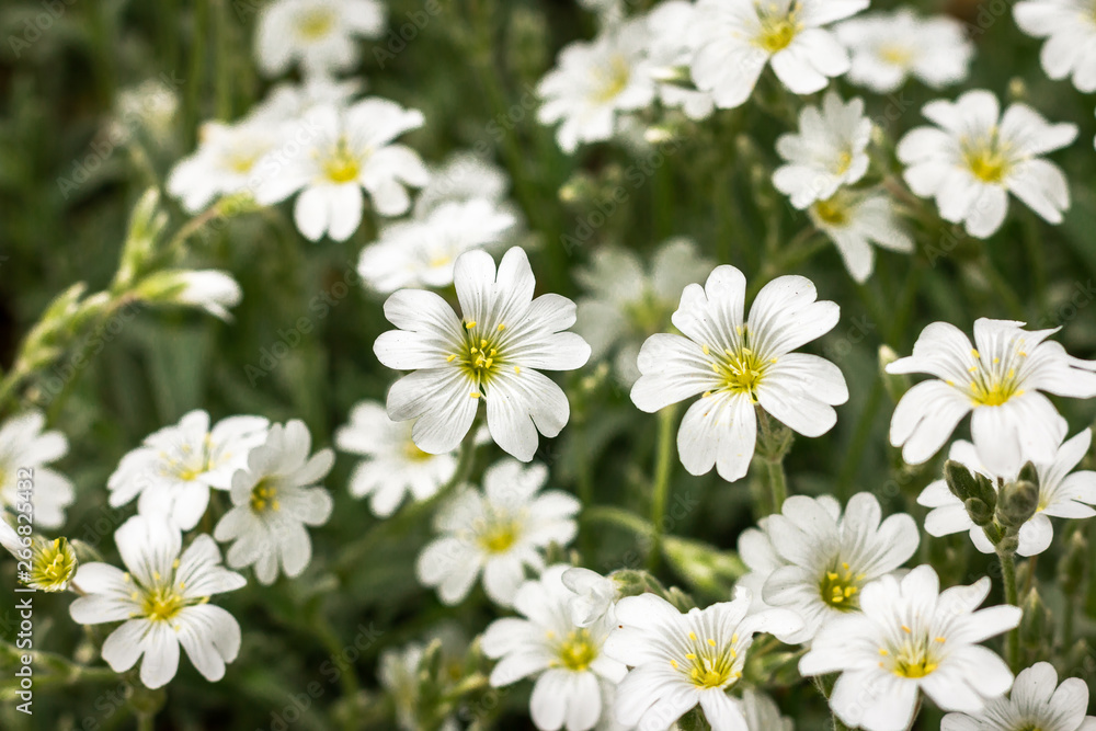Snow in summer, beautiful white flowers in the garden Snow in summer, beautiful white flowers in the garden