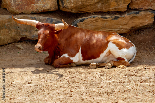 cow