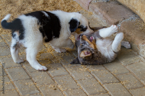 dog