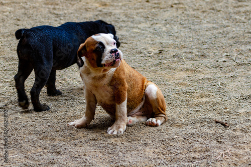 dog
