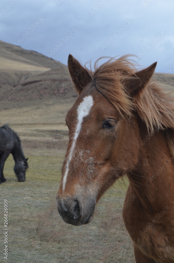 Obraz premium horse in nature