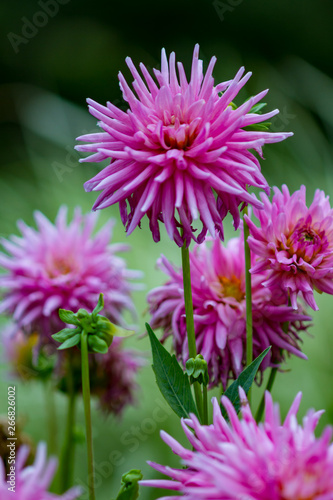 pink flower