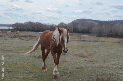 beautiful horse