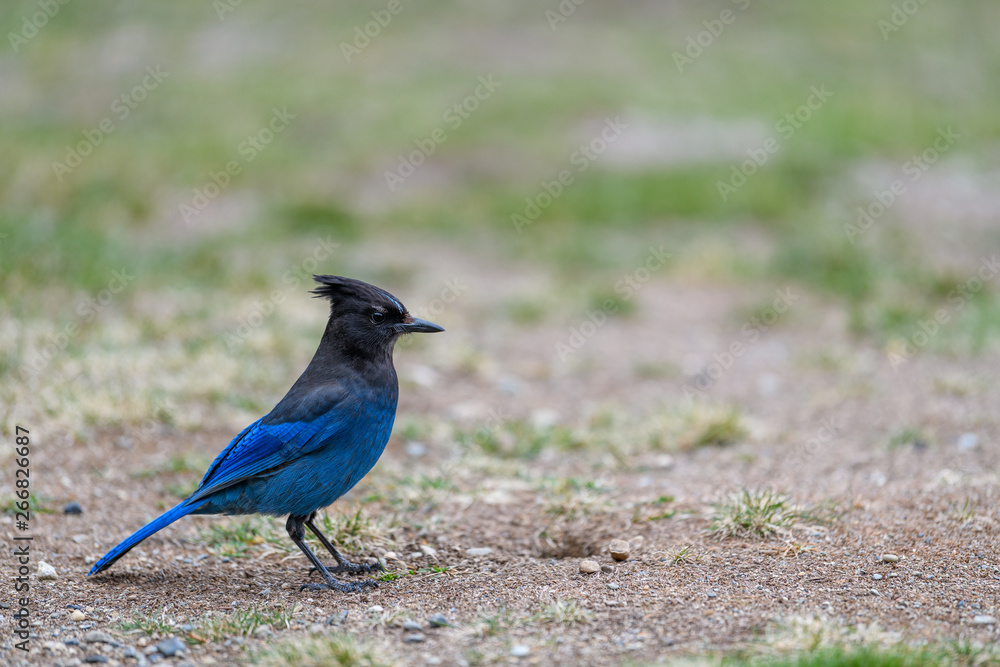Steller's jay (Cyanocitta stelleri) perching on the ground in E. C. Manning park, British Columbia, Canada Steller's jay (Cyanocitta stelleri) perching on the ground in E. C. Manning park, British Columbia, Canada