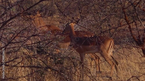 Impala antelopes walk in the dry brush of a wildlife reserve in Africa.